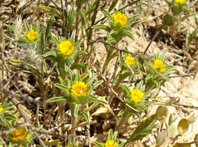 Pallenis spinosa